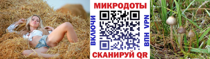 купить   Таштагол  Псилоцибиновые грибы Cubensis 